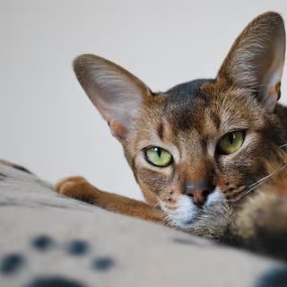 Un chat abyssin est-il hypoallergénique ? © Caroline Beaudoin, Flickr